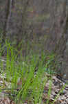 Blue Ridge sedge